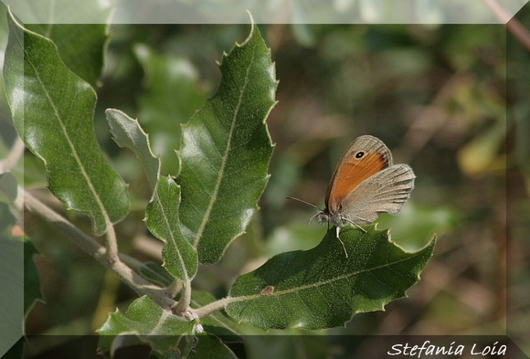 conferma Coenonympha pamphilus - S